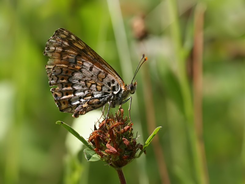 6123_Veldparelmoervlinder - Plitvice N.P. (Kroatie).jpg